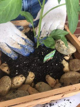 Planting herbs in a basket from Goodwill